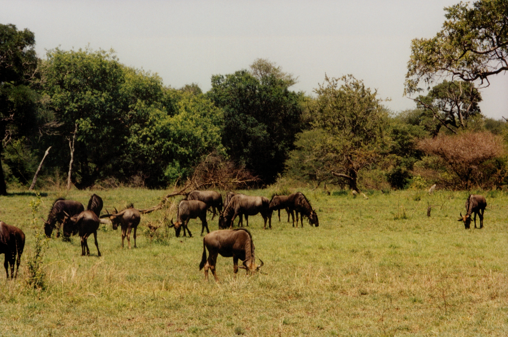 wildebeests