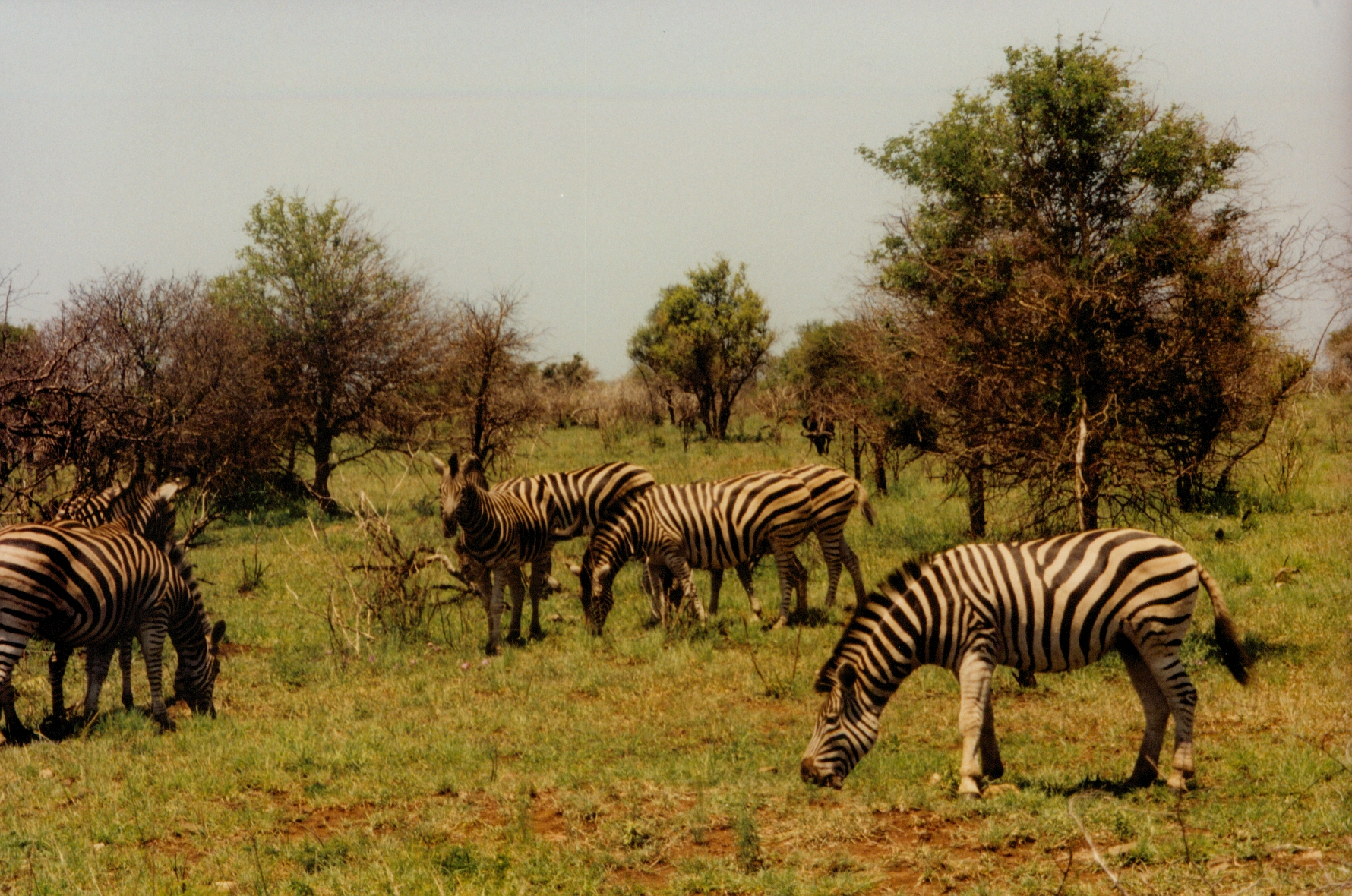 zebras