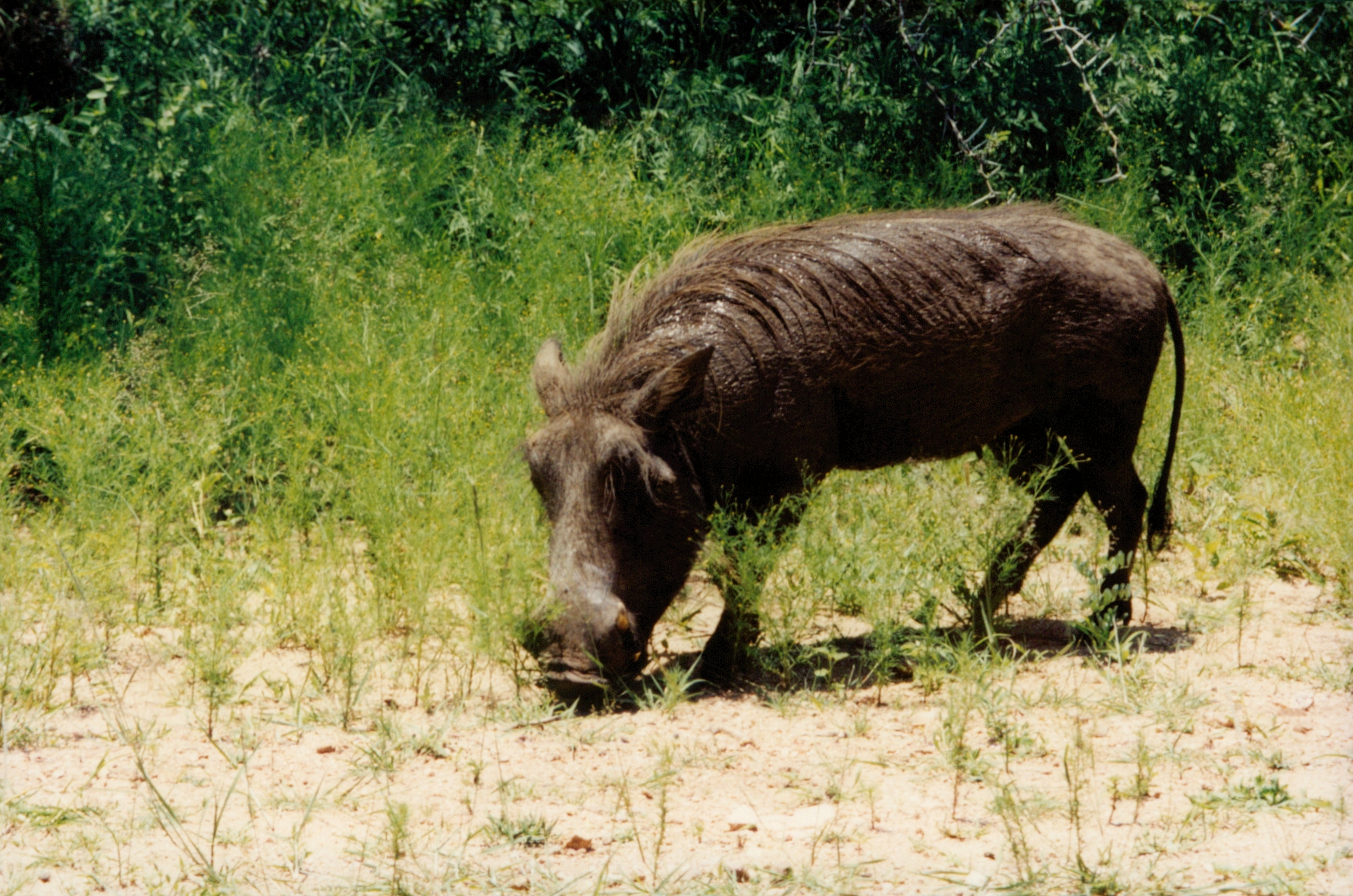waterhog