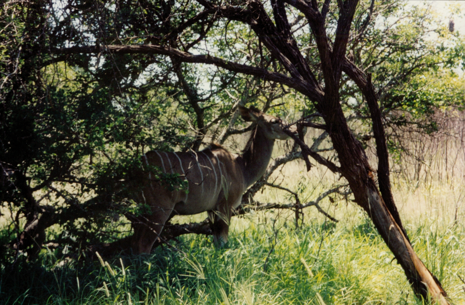 greater kudu