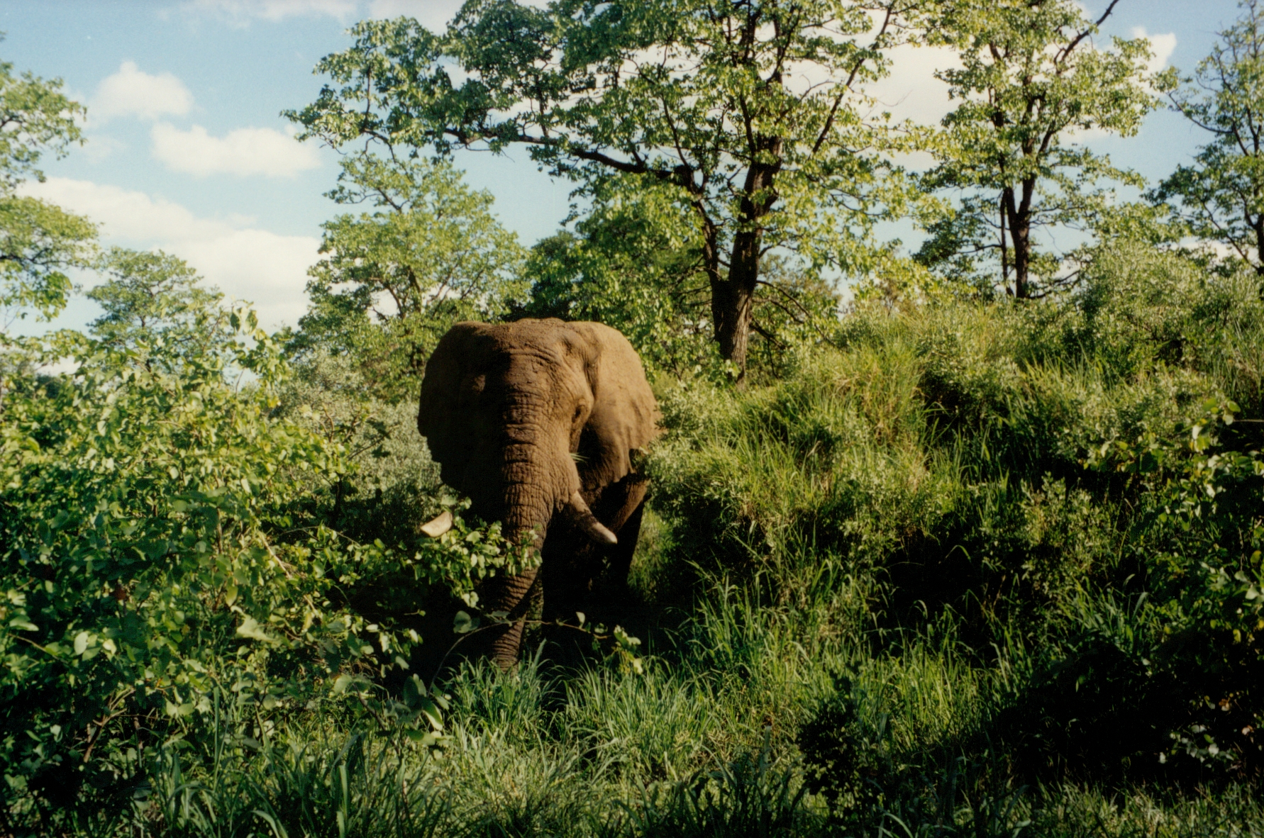 elephant