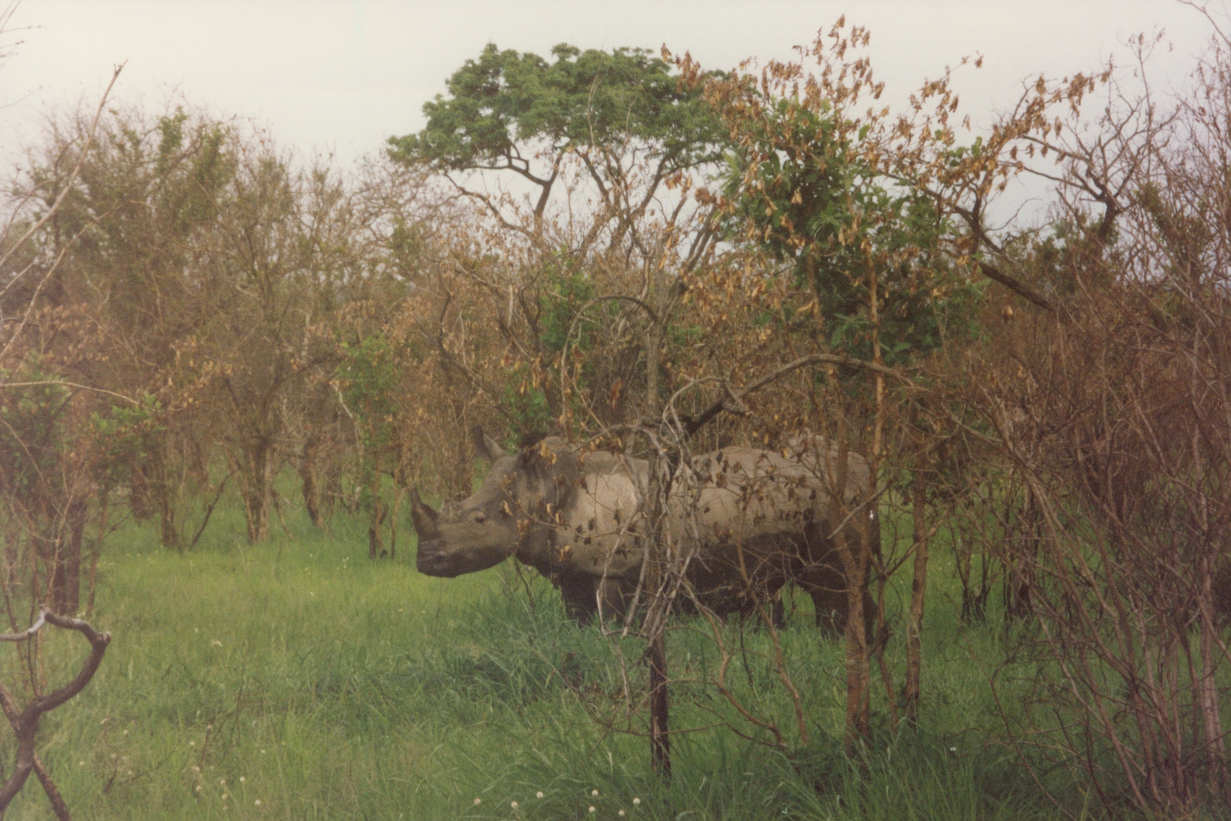 rhino