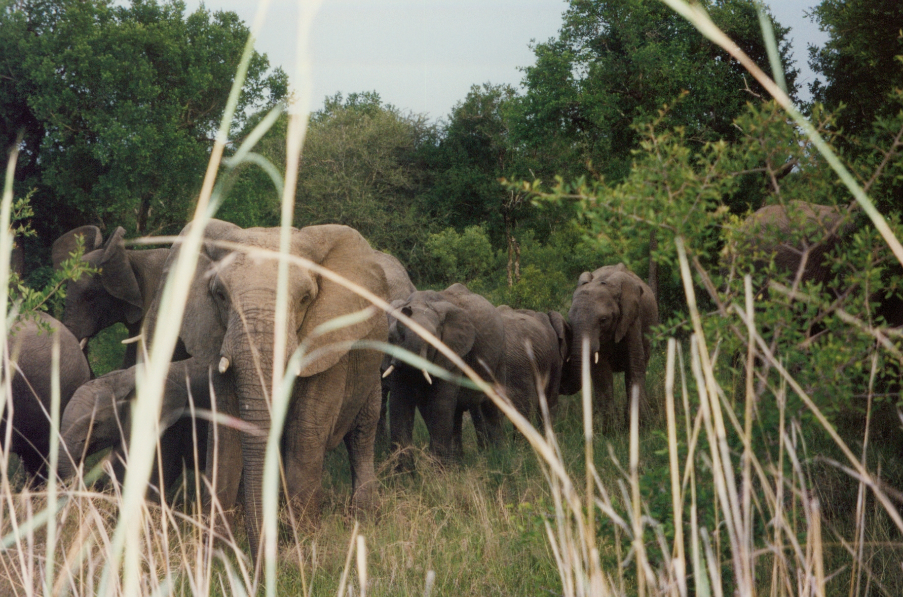 elephants