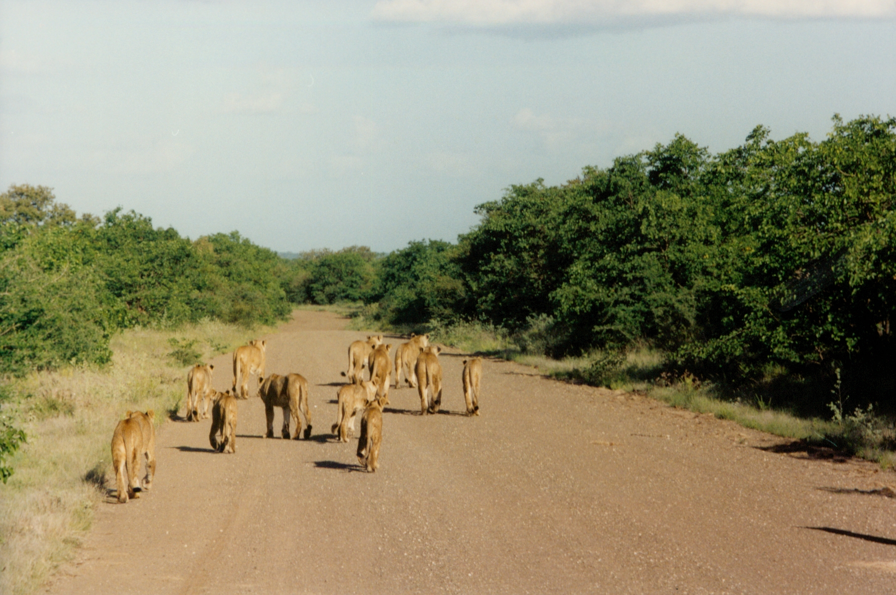 lions