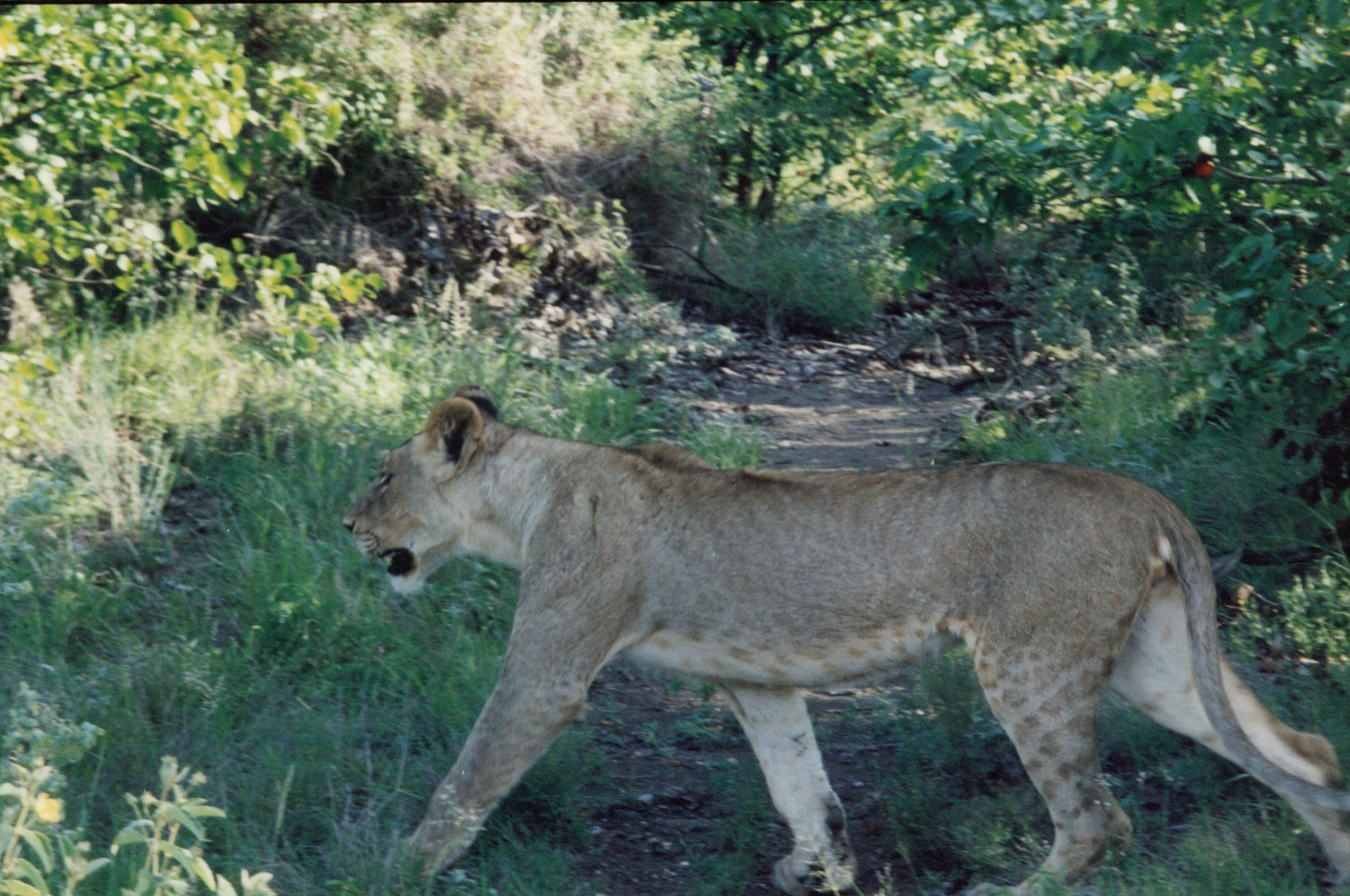 lioness