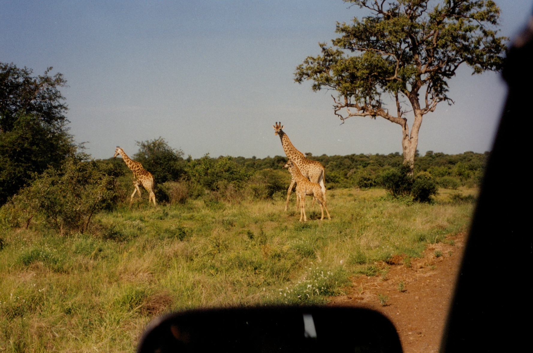 giraffes